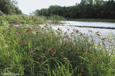 Phragmition communis